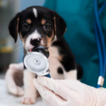 Wie ein Tierarzt die Gesundheit Ihres Haustieres langfristig unterstützen kann